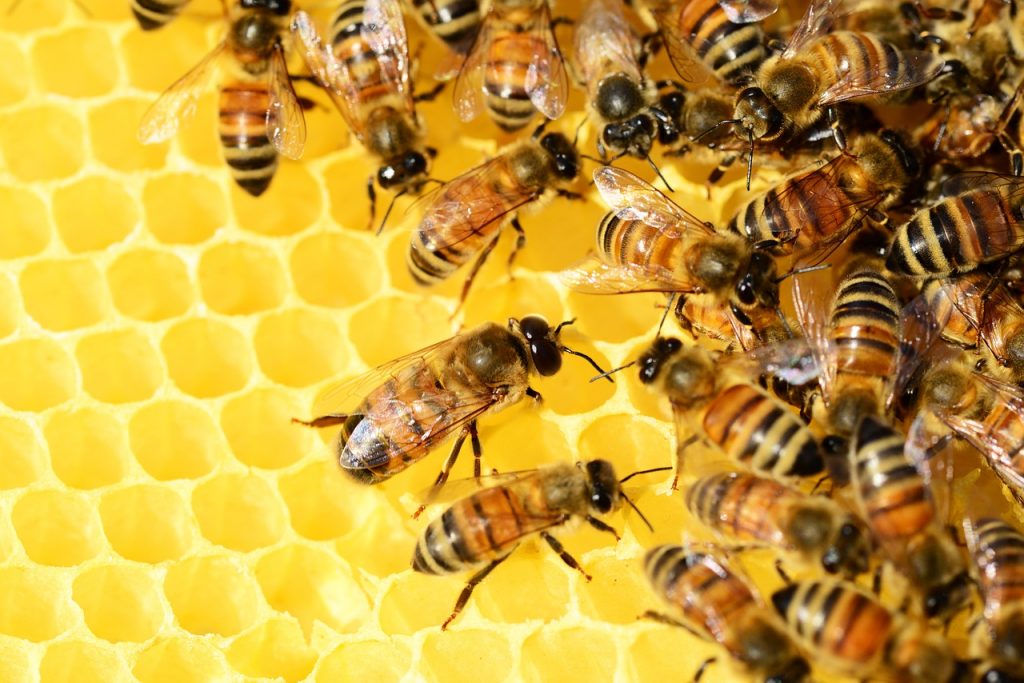 Jakie są zalety sklepów pszczelarskich?
